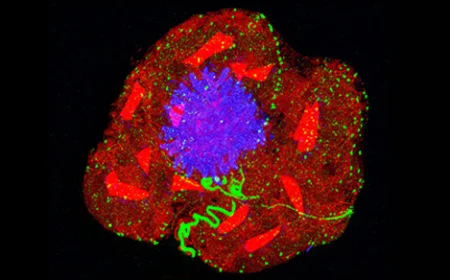 Expansion Microscopy Has Transformed How We See the Cellular World