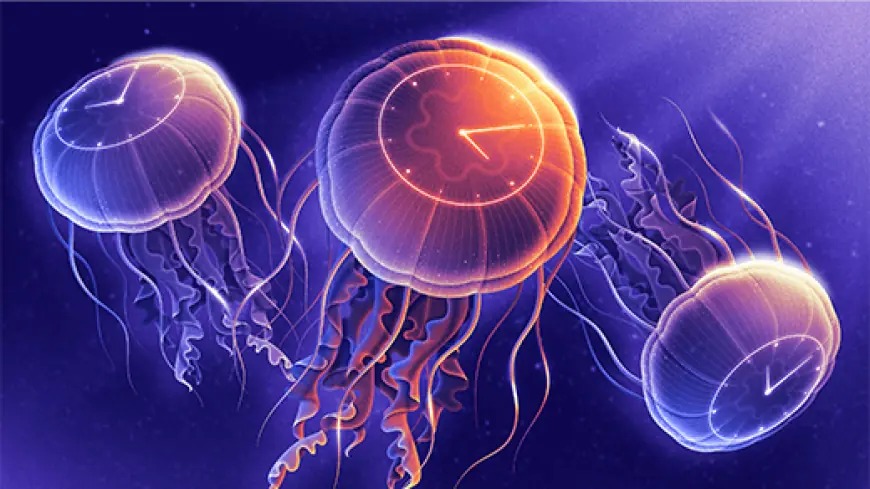 The Jellies That Evolved a Different Way To Keep Time