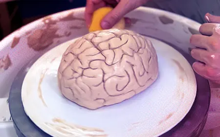 A New Type of Neuroplasticity Rewires the Brain After a Single Experience