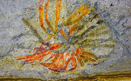 A Treasure Trove of Cambrian Fossils Rewrites the Story of Early Life