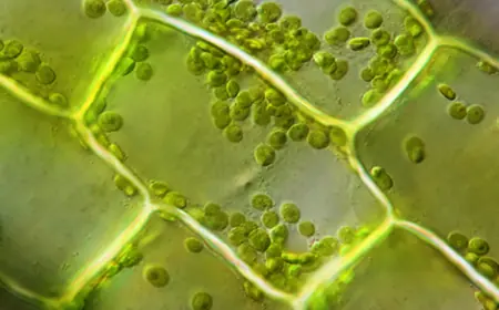The Hidden Mathematical Dance Inside Plant Cells