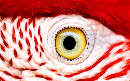 How the Bird Eye Was Pushed to an Evolutionary Extreme