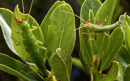 How Ecotypes Harbor the Genetic Memory of a Species’ Past