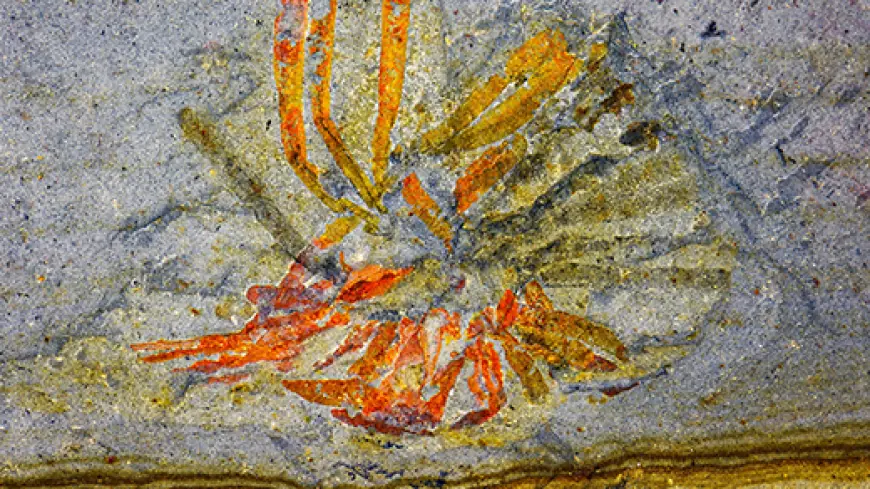 A Treasure Trove of Cambrian Fossils Rewrites the Story of Early Life