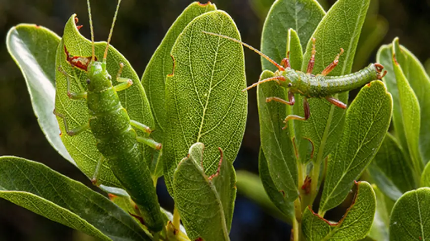 How Ecotypes Harbor the Genetic Memory of a Species’ Past