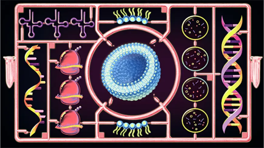 For the First Time, a Cell Built From Scratch Grows and Divides