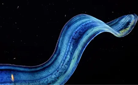 Ctenophores Aren’t Just Beautiful. They’re Biological Wonders.
