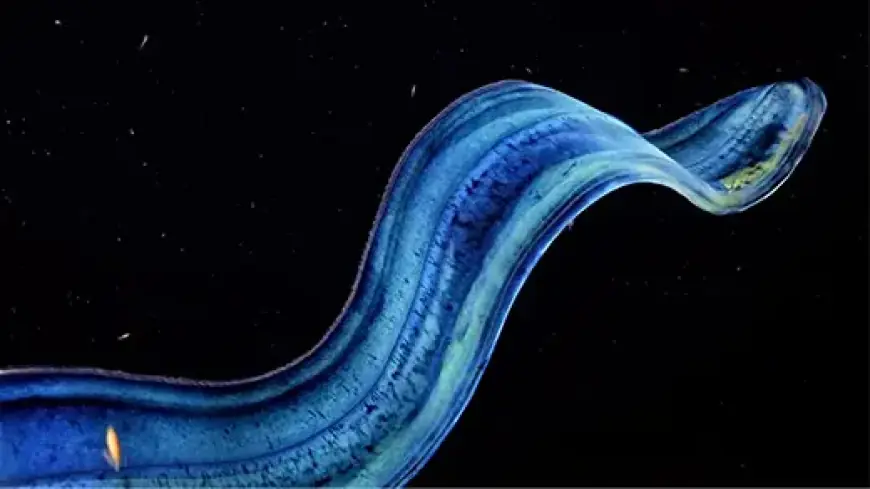 Ctenophores Aren’t Just Beautiful. They’re Biological Wonders.